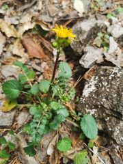 Packera quebradensis