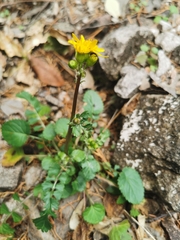 Packera quebradensis