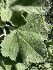 Malacothamnus davidsonii