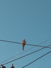 Streptopelia decaocto