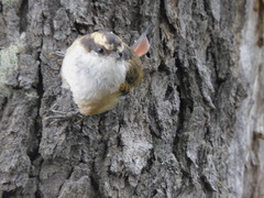 Aphrastura spinicauda