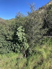 Malacothamnus davidsonii