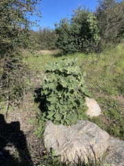 Malacothamnus davidsonii