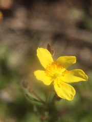 Crocanthemum scoparium