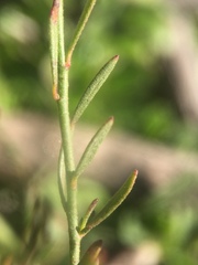 Crocanthemum scoparium