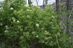 Sambucus cerulea