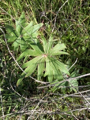 Delphinium cardinale