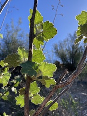 Malacothamnus davidsonii