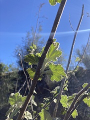 Malacothamnus davidsonii