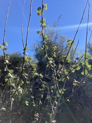 Malacothamnus davidsonii