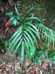 Taenitis blechnoides