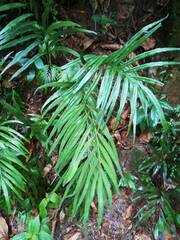 Taenitis blechnoides