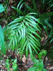 Taenitis blechnoides