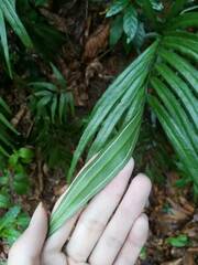 Taenitis blechnoides