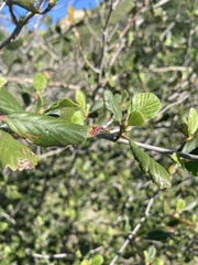 Cercocarpus betuloides