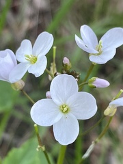 Cardamine californica