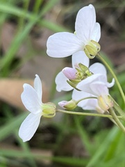 Cardamine californica