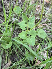 Cardamine californica