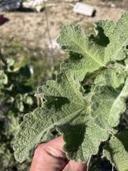 Malacothamnus davidsonii