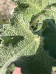 Malacothamnus davidsonii