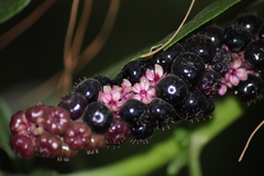Phytolacca rugosa