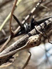 Neolasioptera lathami