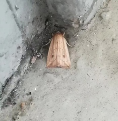 Mythimna decisissima