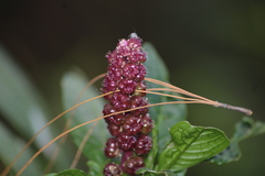 Phytolacca rugosa
