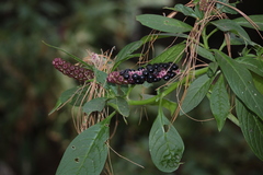 Phytolacca rugosa