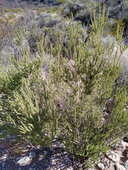 Mortonia scabrella