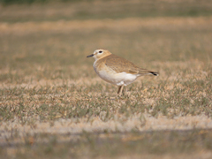 Charadrius montanus