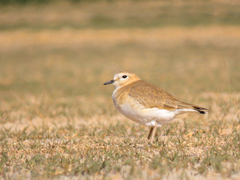 Charadrius montanus
