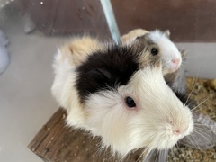 Cavia porcellus