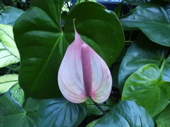 Anthurium andraeanum