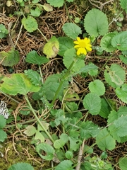 Packera quebradensis