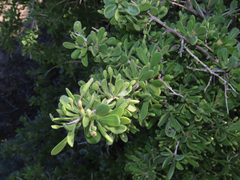 Lycium exsertum
