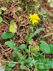 Packera quebradensis