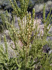 Mortonia scabrella
