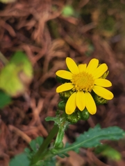 Packera quebradensis