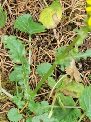 Packera quebradensis