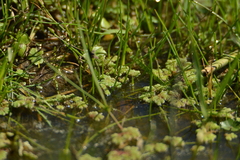 Azolla filiculoides