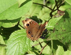 Junonia zonalis