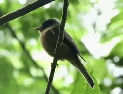 Contopus latirostris