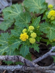 Sanicula crassicaulis
