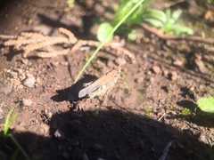 Chimarocephala pacifica