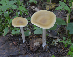 Melanoleuca strictipes