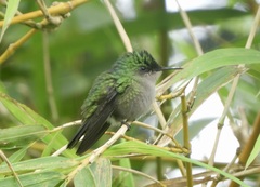 Orthorhyncus cristatus