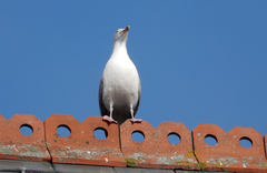 Larus argentatus