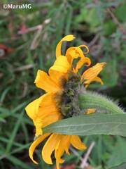 Tithonia longiradiata