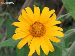 Tithonia longiradiata